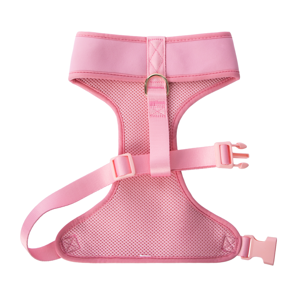 Pawsitively Fun! Pet Harness in Chattanooga, TN